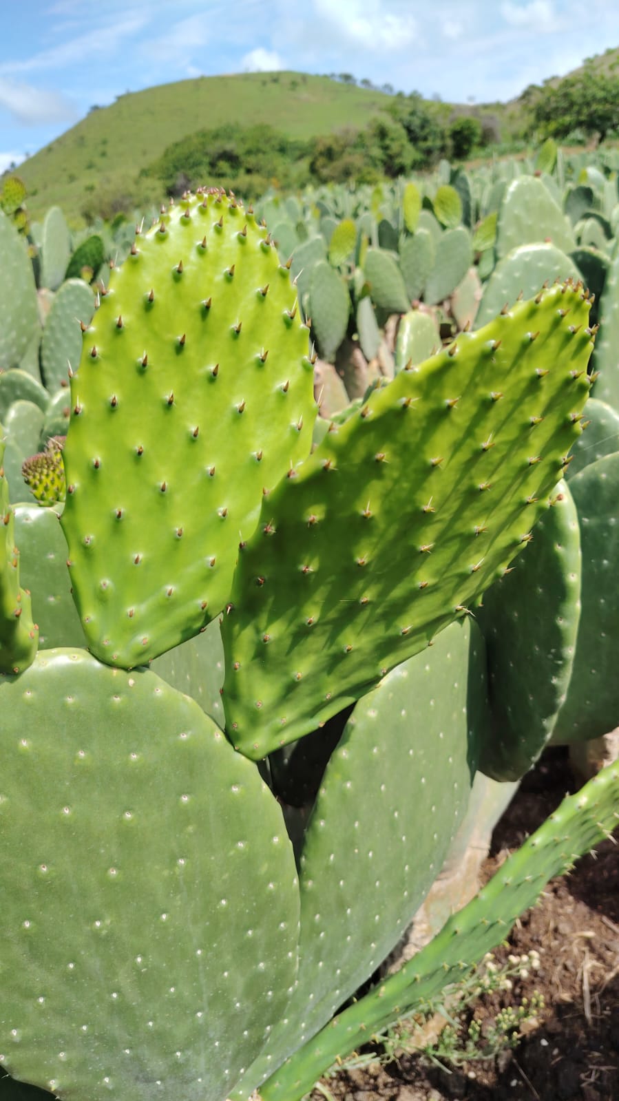 nopal